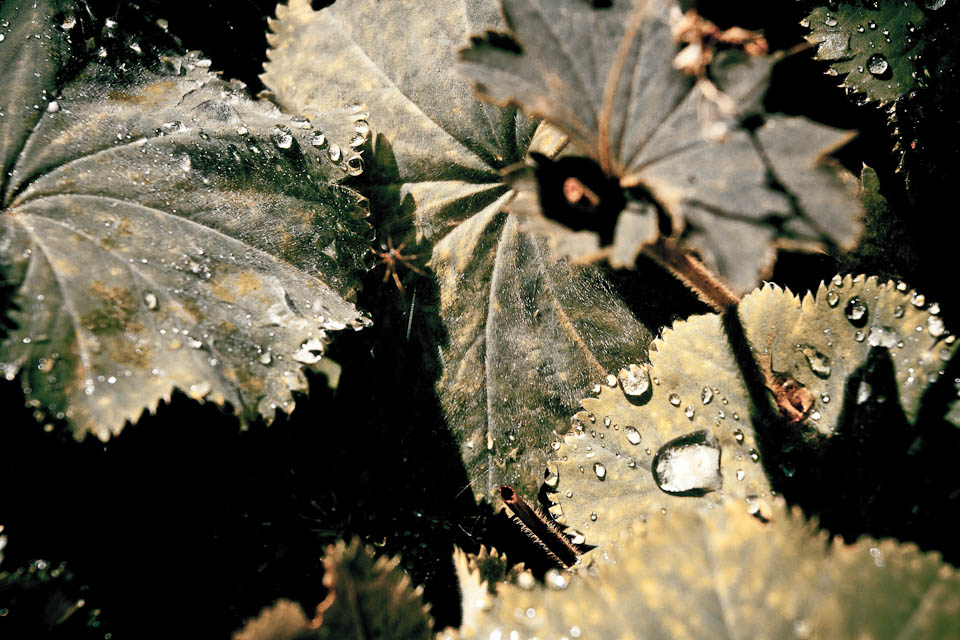 20110906-IMG_6331