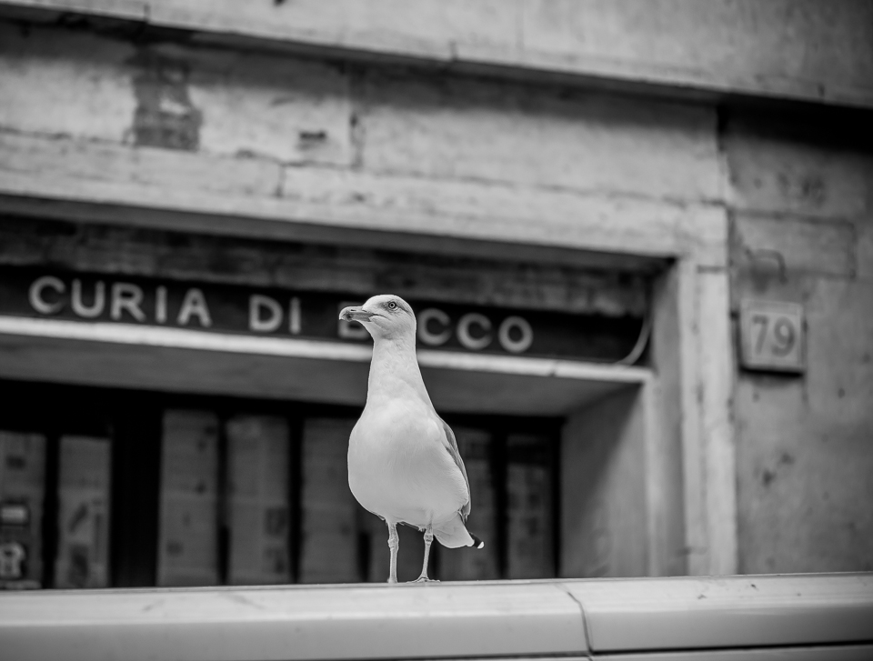 ROM-141018-IMG_9049-177