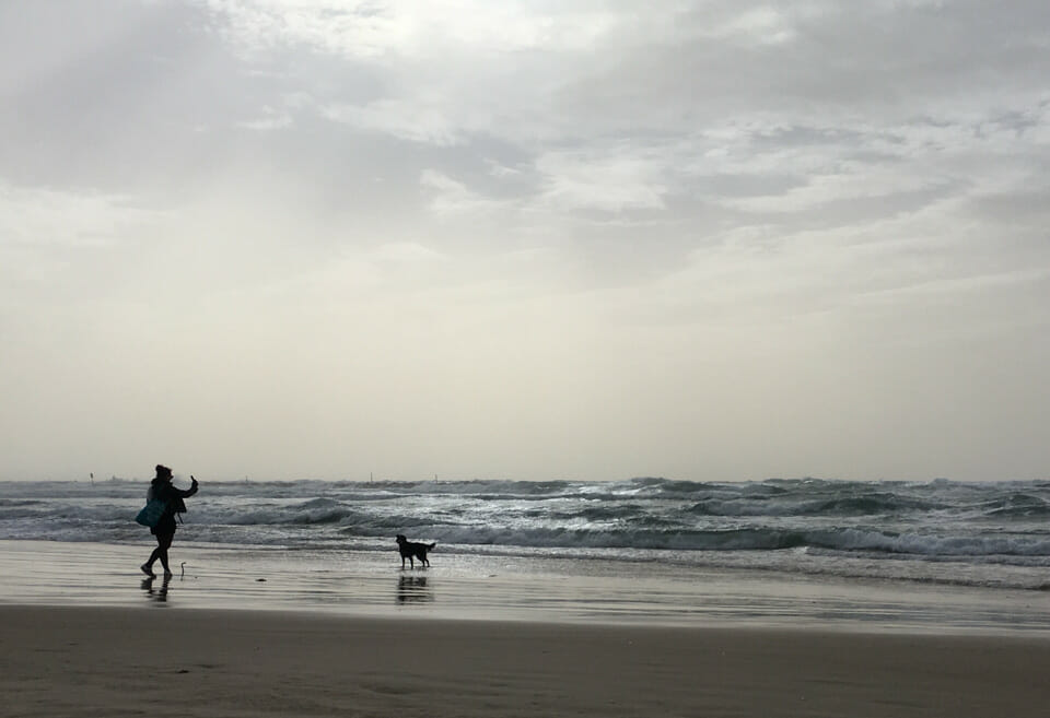Getier am Strand