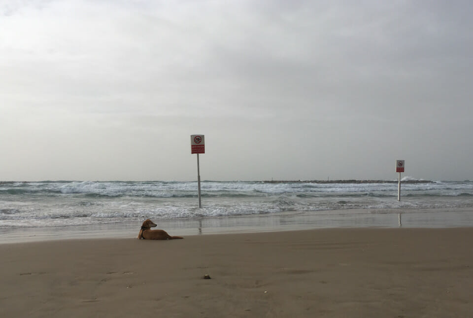 Getier am Strand