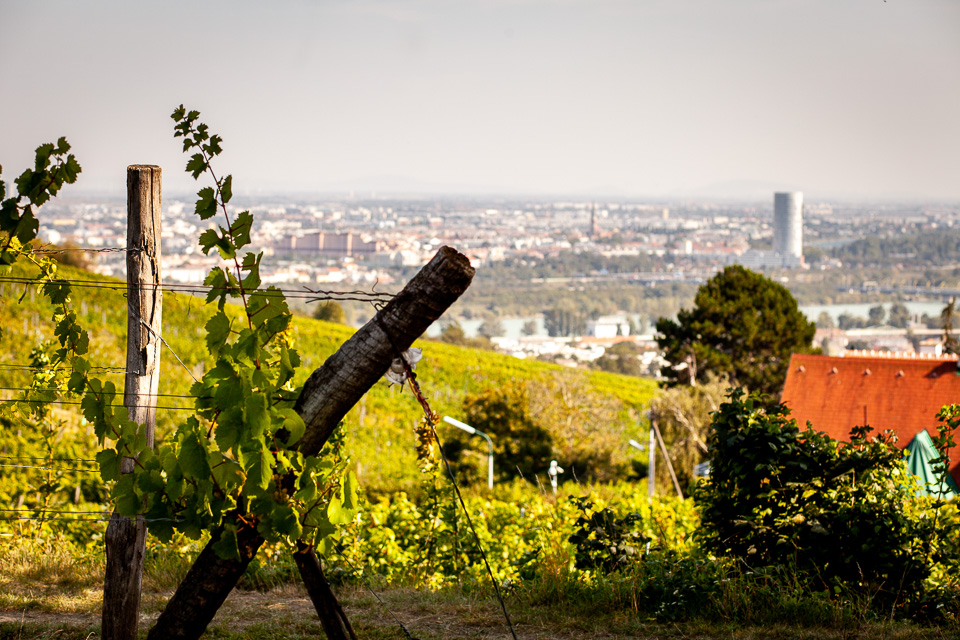 Weinhänge Wien