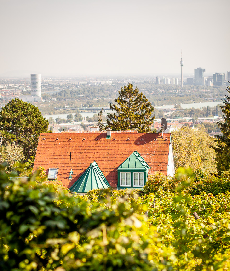 Weinhänge Wien