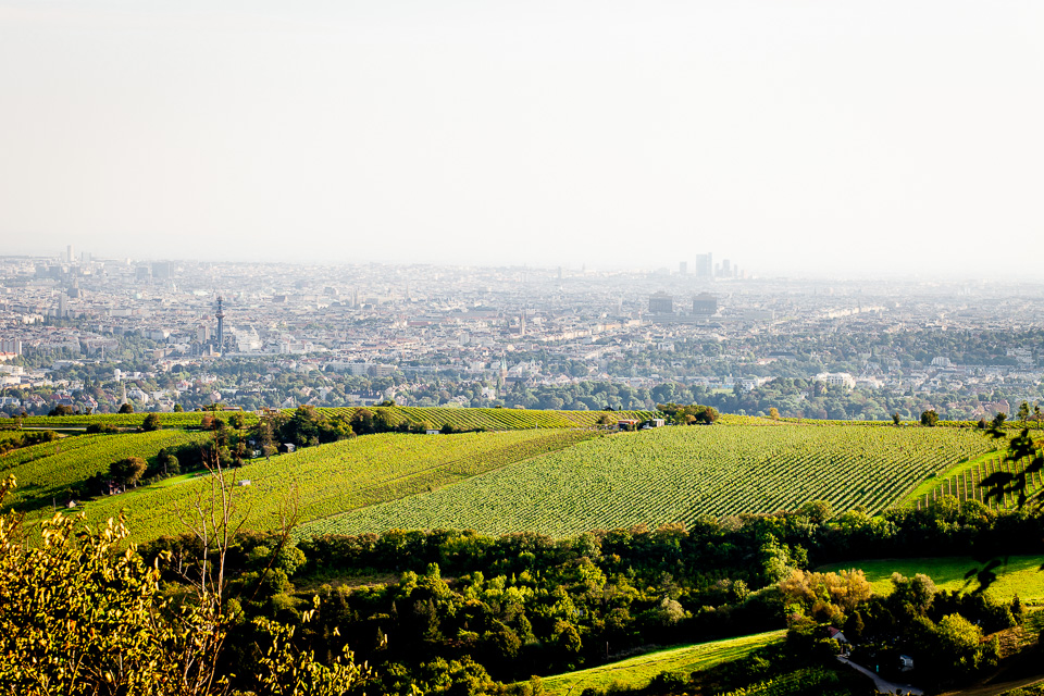 Blick vom Leopoldsberg auf Wien