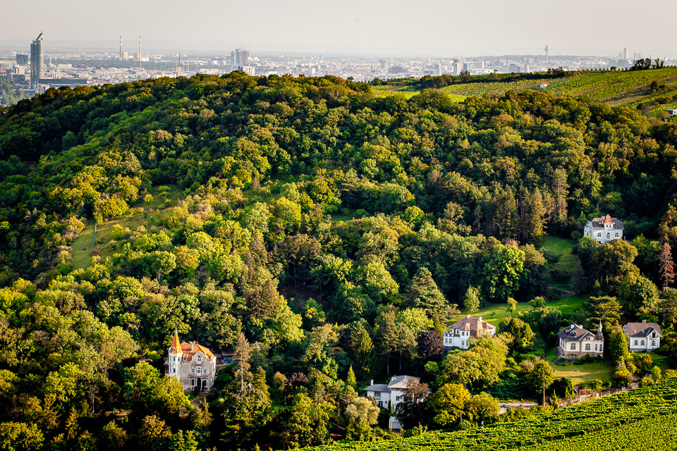 Blick vom Leopoldsberg auf Wien