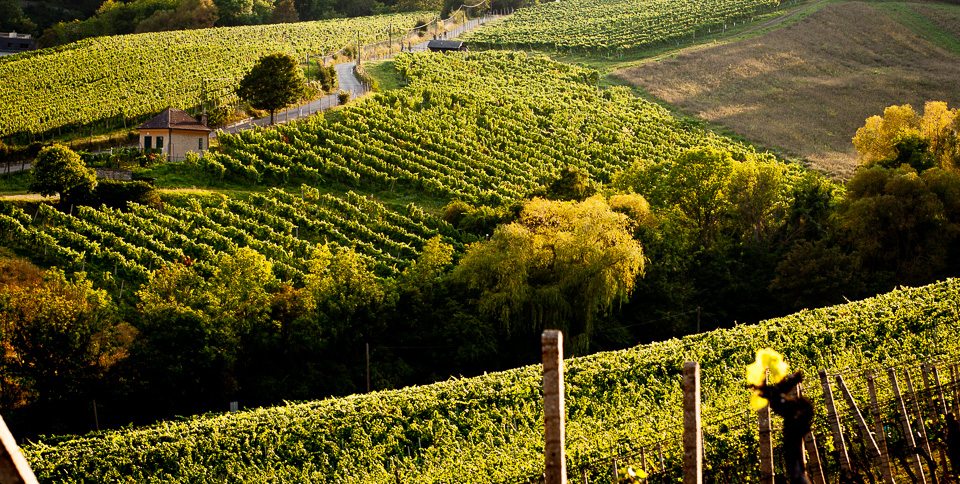 Weinberge in Wien