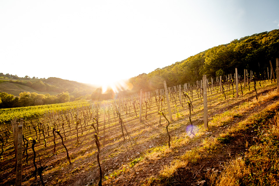 Weinberge in Wien