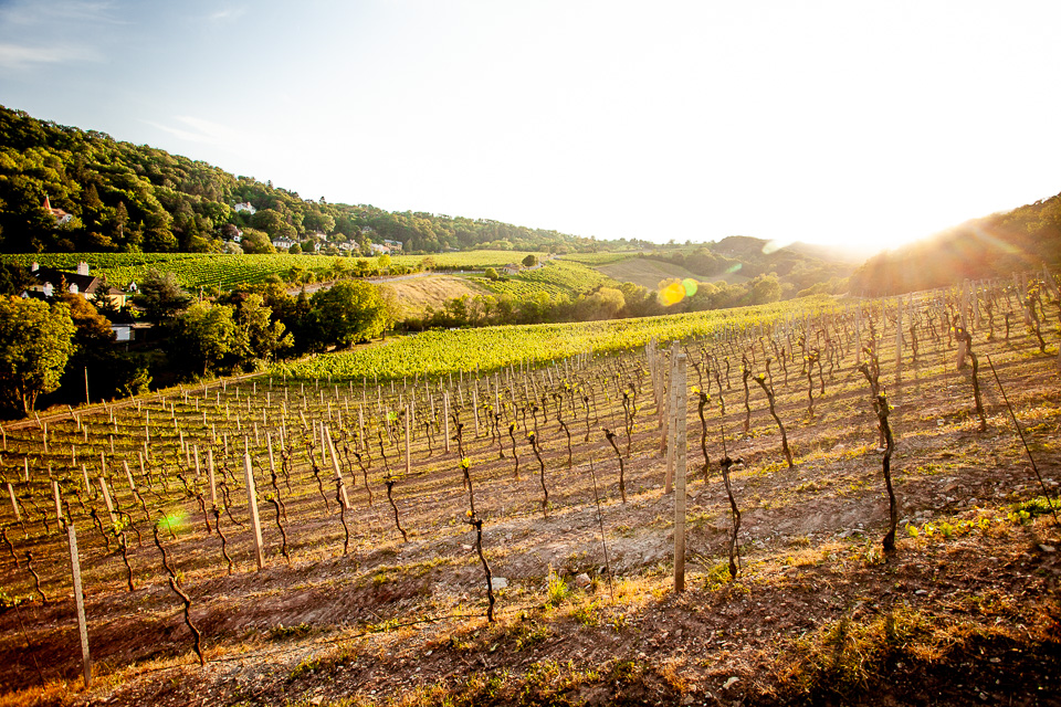 Weinberge in Wien